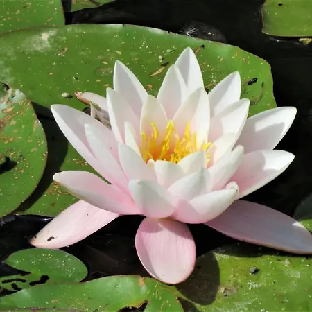 Goscinne Liber 招待所 Łęgowo