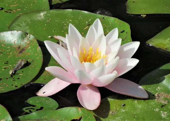 Goscinne Liber بيت ضيافة Łęgowo